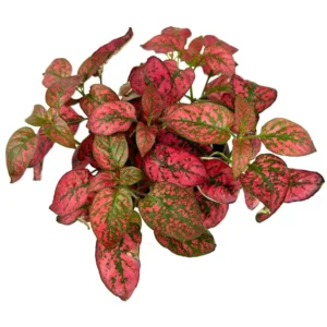 Hypoestes Red Splash Potted Houseplant Air Purifier Indoor Plant - 2.5 Inch Pot