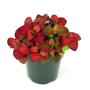 Hypoestes Red Splash Potted Houseplant Air Purifier Indoor Plant - 2.5 Inch Pot