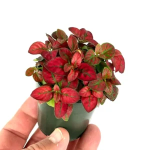 Hypoestes Red Splash Potted Houseplant Air Purifier Indoor Plant - 2.5 Inch Pot