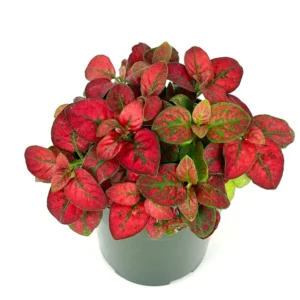 Hypoestes Red Splash Potted Houseplant Air Purifier Indoor Plant - 2.5 Inch Pot