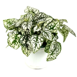 Hypoestes White Splash Houseplant Live Potted Indoor Plant