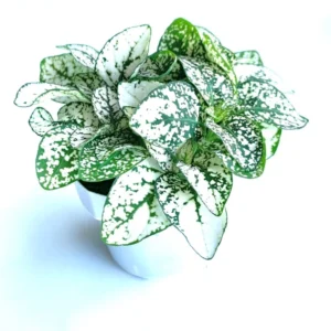 Hypoestes White Splash Houseplant Live Potted Indoor Plant