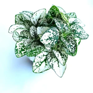 Hypoestes White Splash Houseplant Live Potted Indoor Plant