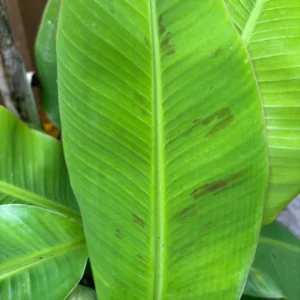 Ice Cream Banana Tree - Musa Blue Java Plant - Cold Hardy Banana Plant
