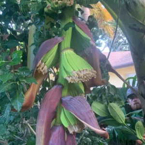 Ice Cream Banana Tree - Musa Blue Java Plant - Cold Hardy Banana Plant