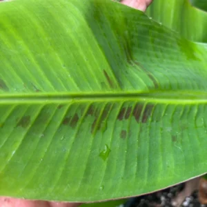 Ice Cream Banana Tree - Musa Blue Java Plant - Cold Hardy Banana Plant