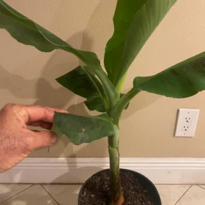 Ice Cream Banana Tree - Musa Blue Java Plant - Cold Hardy Banana Plant