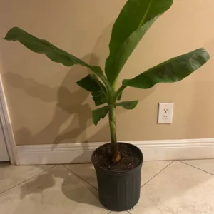 Ice Cream Banana Tree - Musa Blue Java Plant - Cold Hardy Banana Plant
