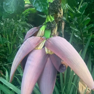 Ice Cream Banana Tree - Musa Blue Java Plant - Cold Hardy Banana Plant