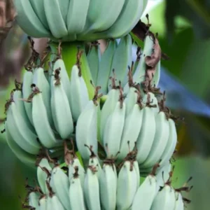Ice Cream Banana Tree - Musa Blue Java Plant - Cold Hardy Banana Plant