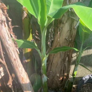 Ice Cream Banana Tree - Musa Blue Java Plant - Cold Hardy Banana Plant
