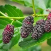 Illinois Everbearing Mulberry Plant Live - Sweet Fruit Tree Seedling for Gardening