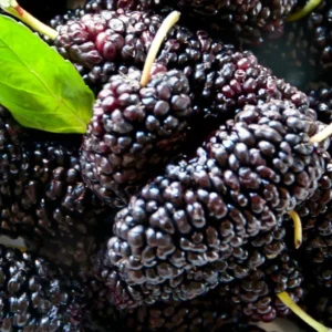 Illinois Everbearing Mulberry Plant Live - Sweet Fruit Tree Seedling for Gardening
