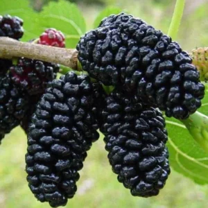 Illinois Everbearing Mulberry Plant Live - Sweet Fruit Tree Seedling for Gardening
