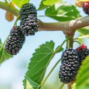 Illinois Everbearing Mulberry Plant Live - Sweet Fruit Tree Seedling for Gardening