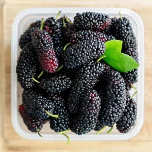 Illinois Everbearing Mulberry Plant Live - Sweet Fruit Tree Seedling for Gardening