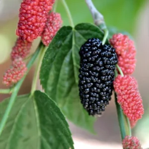 Illinois Everbearing Mulberry Plant Live - Sweet Fruit Tree Seedling for Gardening