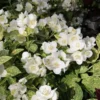 Illuminati Sparks Mock Orange Plant - Philadelphus - 4 inch Pot - White Flowers