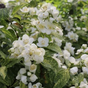 Illuminati Sparks Mock Orange Plant - Philadelphus - 4 inch Pot - White Flowers
