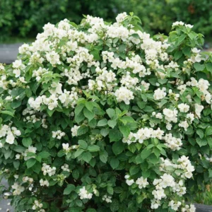 Illuminati Sparks Mock Orange Plant - Philadelphus - 4 inch Pot - White Flowers