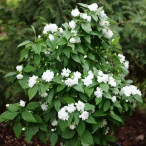 Illuminati Spice Mock Orange - 4