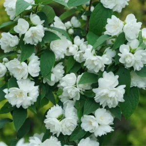 Illuminati Spice Mock Orange - 4" Potted Philadelphus - Fragrant White Blooms