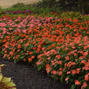 Impatiens Plants Live Mix Colors - 3 Pack Perennial Sunpatiens Outdoor Flower Plants