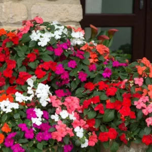 Impatiens Plants Live Mix Colors - 3 Pack Perennial Sunpatiens Outdoor Flower Plants