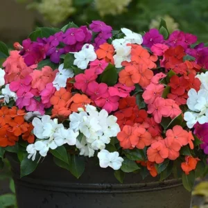 Impatiens Plants Live Mix Colors - 3 Pack Perennial Sunpatiens Outdoor Flower Plants
