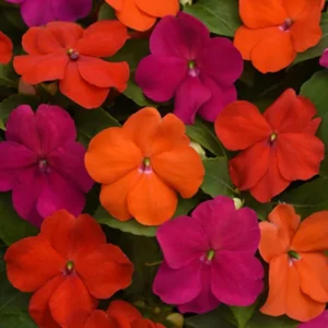 Impatiens Plants Live Mix Colors - 3 Pack Perennial Sunpatiens Outdoor Flower Plants
