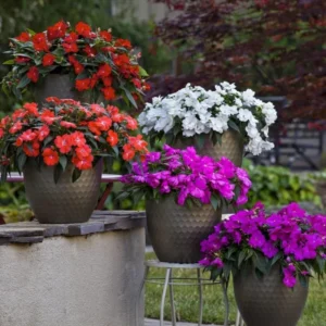 Impatiens Plants Live Mix Colors - 3 Pack Perennial Sunpatiens Outdoor Flower Plants