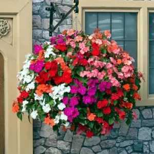 Impatiens Plants Live Mix Colors - Set of 6 Flower Plants for Outdoors