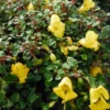 Impatiens repens Golden Dragon - Tropical Vining House Plant - 2.5 Inch Pot