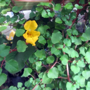 Impatiens repens Golden Dragon - Tropical Vining House Plant - 2.5 Inch Pot
