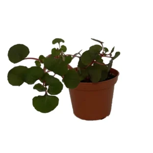 Impatiens repens Golden Dragon - Tropical Vining House Plant - 2.5 Inch Pot