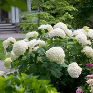 Incrediball Hydrangea Perennial - Flowering Plant - 4 Inch Pot - Summer Blooms