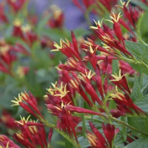 Indian Pinkroot Plants Spigelia Marilandica Bare Root Native Perennial Wildflower Herb Garden Shade