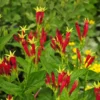 Indian Pinkroot Spigelia Marilandica - 3 Bare Root Perennial Wildflower Herb Garden Plants