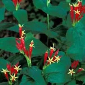 Indian Pinkroot Spigelia Marilandica - 3 Bare Root Perennial Wildflower Herb Garden Plants
