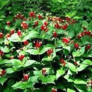 Indian Pinkroot Spigelia Marilandica - 3 Bare Root Perennial Wildflower Herb Garden Plants