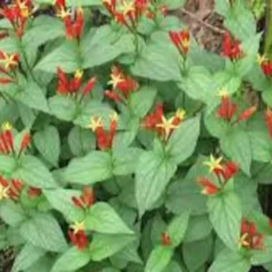 Indian Pinkroot Spigelia Marilandica - 3 Bare Root Perennial Wildflower Herb Garden Plants
