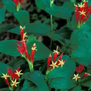 Indian Pinkroot Spigelia Marilandica - 3 Bare Root Perennial Wildflower Herb Garden Plants
