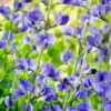 Indigo Blue Baptisia australis Perennial Plant - 2.5 Inch Pot - Lupine-like Flowers