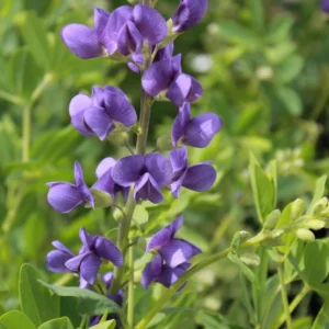 Indigo Blue Baptisia australis Perennial Plant - 2.5 Inch Pot - Lupine-like Flowers