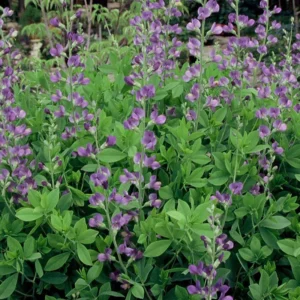 Indigo Blue Baptisia australis Perennial Plant - 2.5 Inch Pot - Lupine-like Flowers