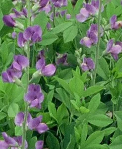 Indigo Blue Baptisia australis Perennial Plant - 2.5 Inch Pot - Lupine-like Flowers