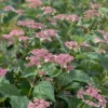 Invincibelle Lace - Smooth Hydrangea - Pink Blooms - 4" Pot - Lacecap Flower