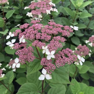 Invincibelle Lace - Smooth Hydrangea - Pink Blooms - 4" Pot - Lacecap Flower