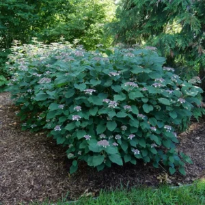 Invincibelle Lace - Smooth Hydrangea - Pink Blooms - 4