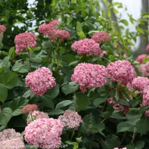 Invincibelle Spirit II Hydrangea - 4 inch Potted Shrub